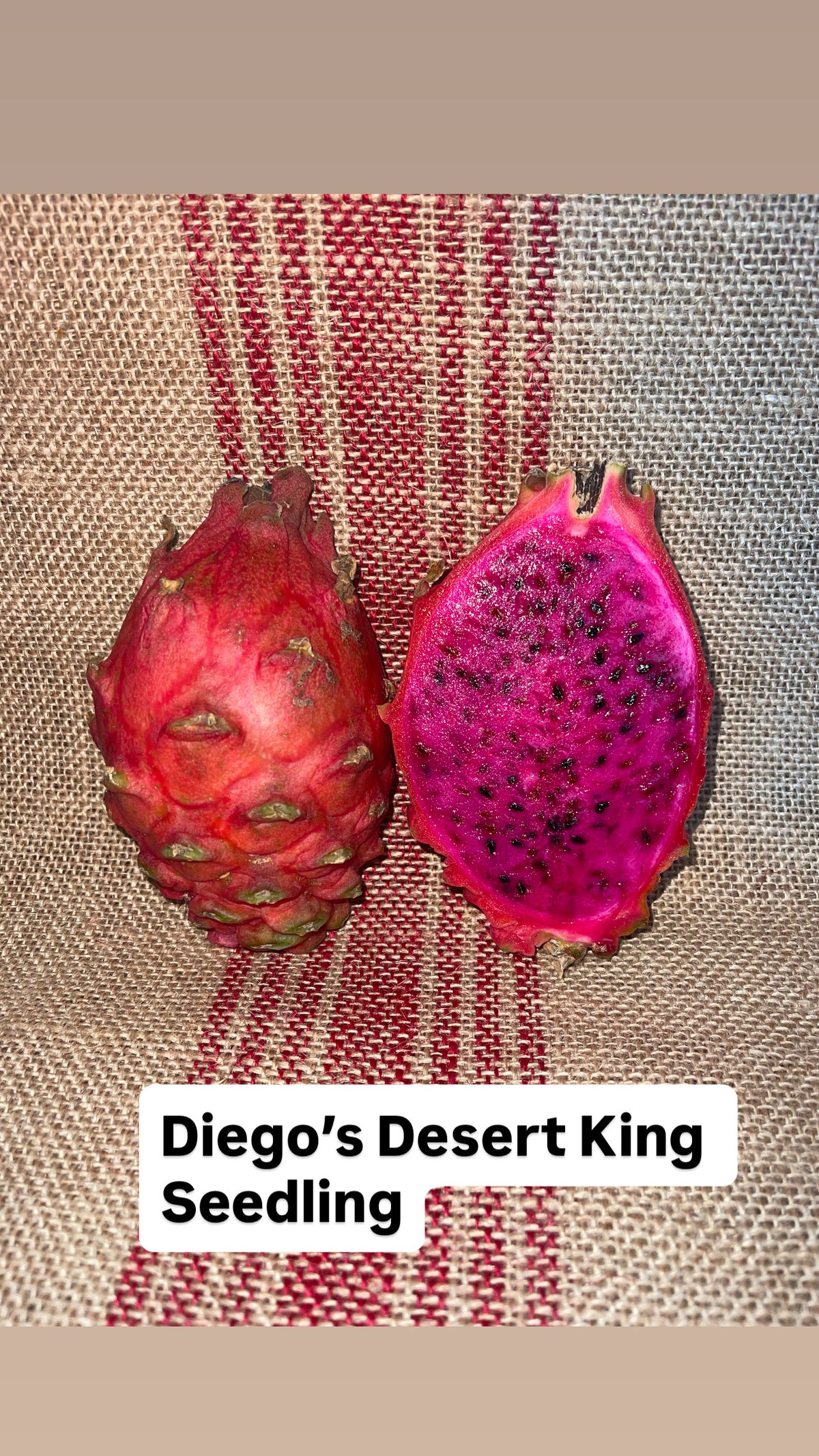 Diego's Desert King Seedling