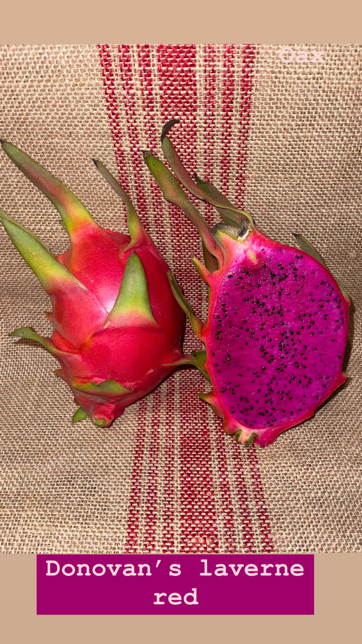 Donovan's Laverne Red