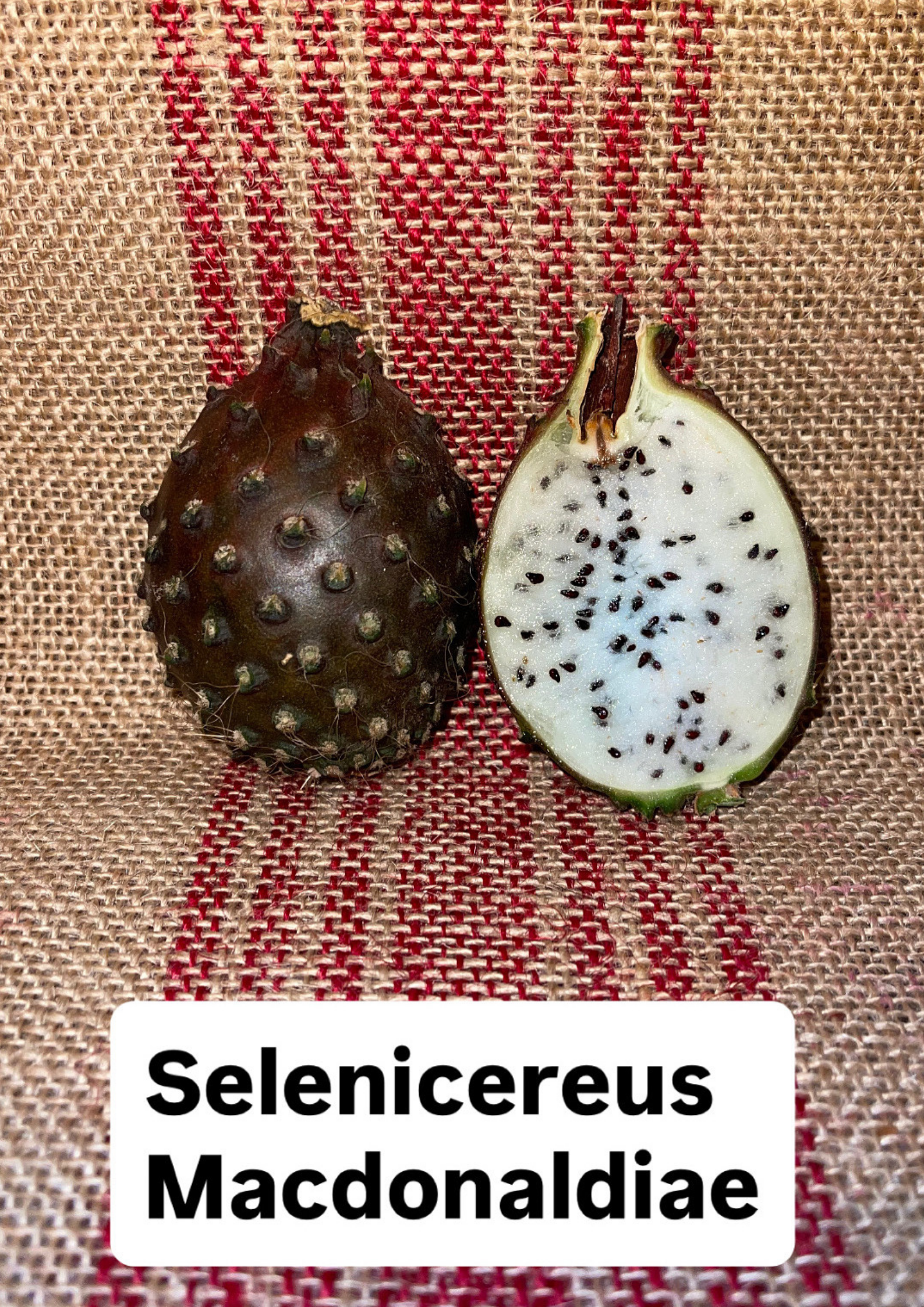 Selenicereus Macdonaldiae