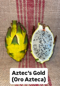 Aztecs Gold