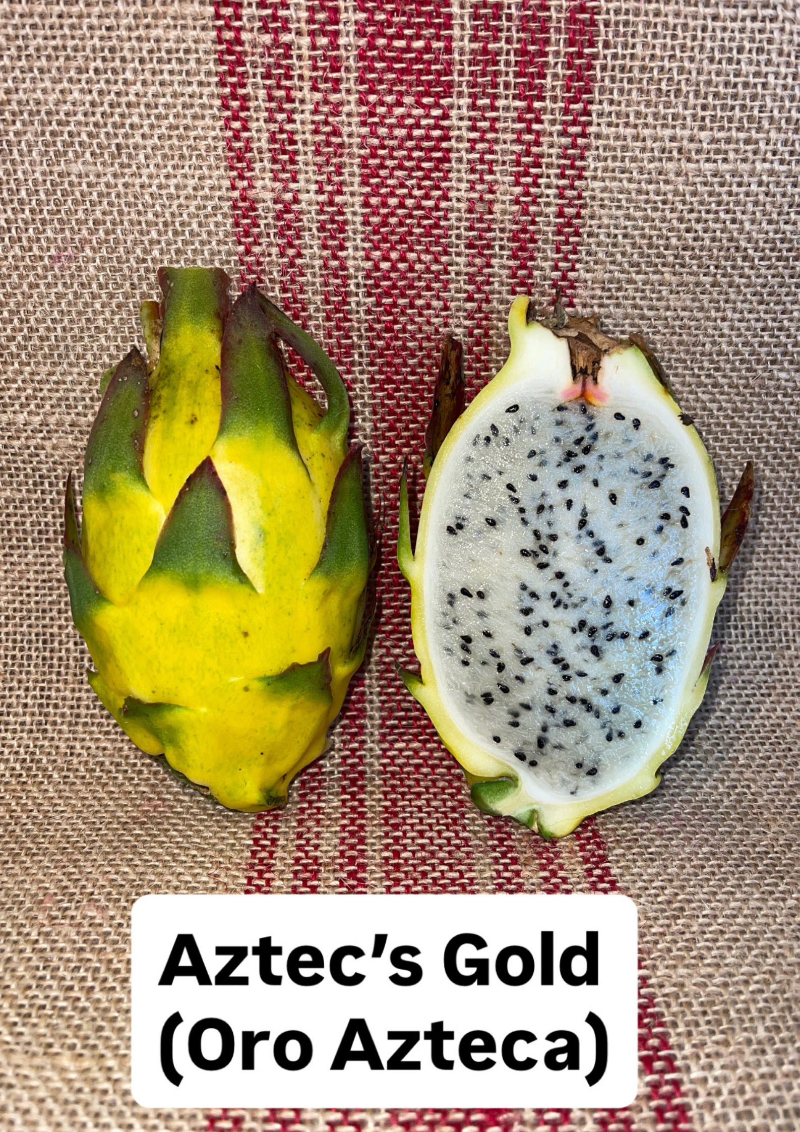 Aztecs Gold