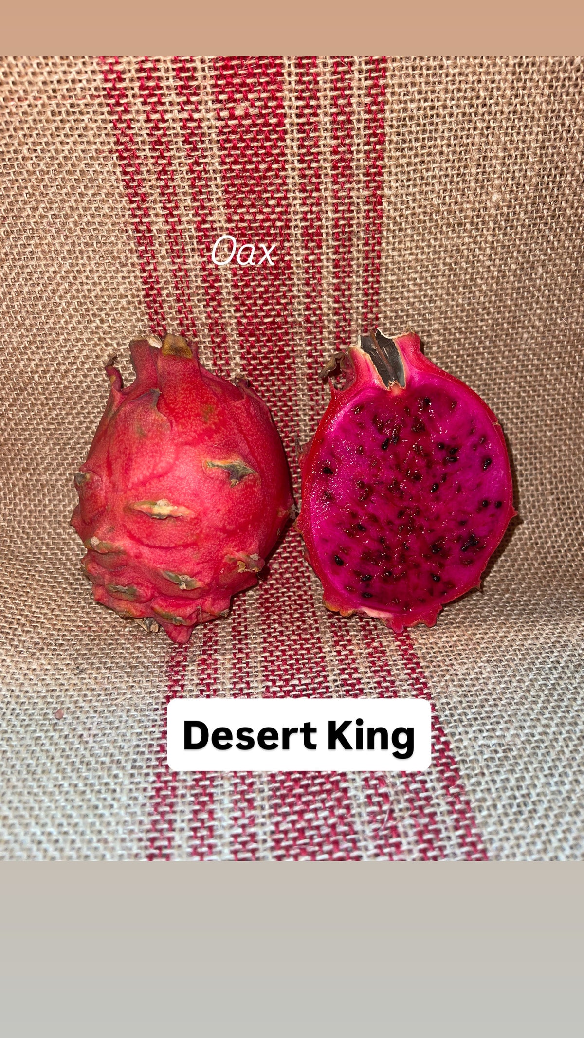 Desert King