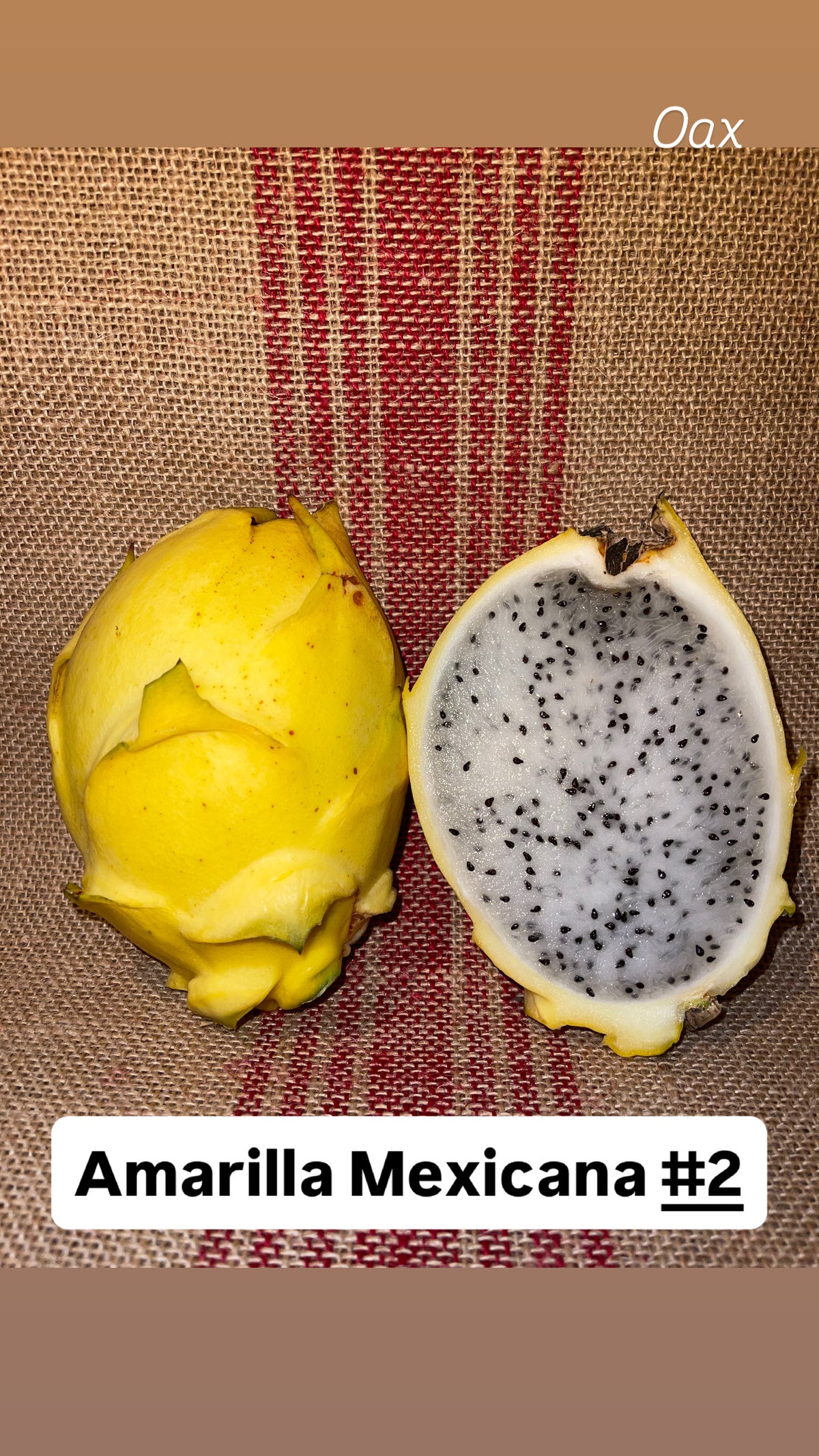 Amarilla Mexicana 2