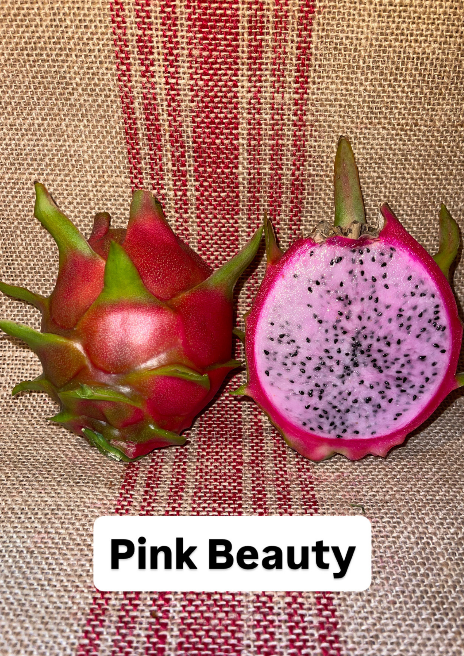 Pink Beauty 1