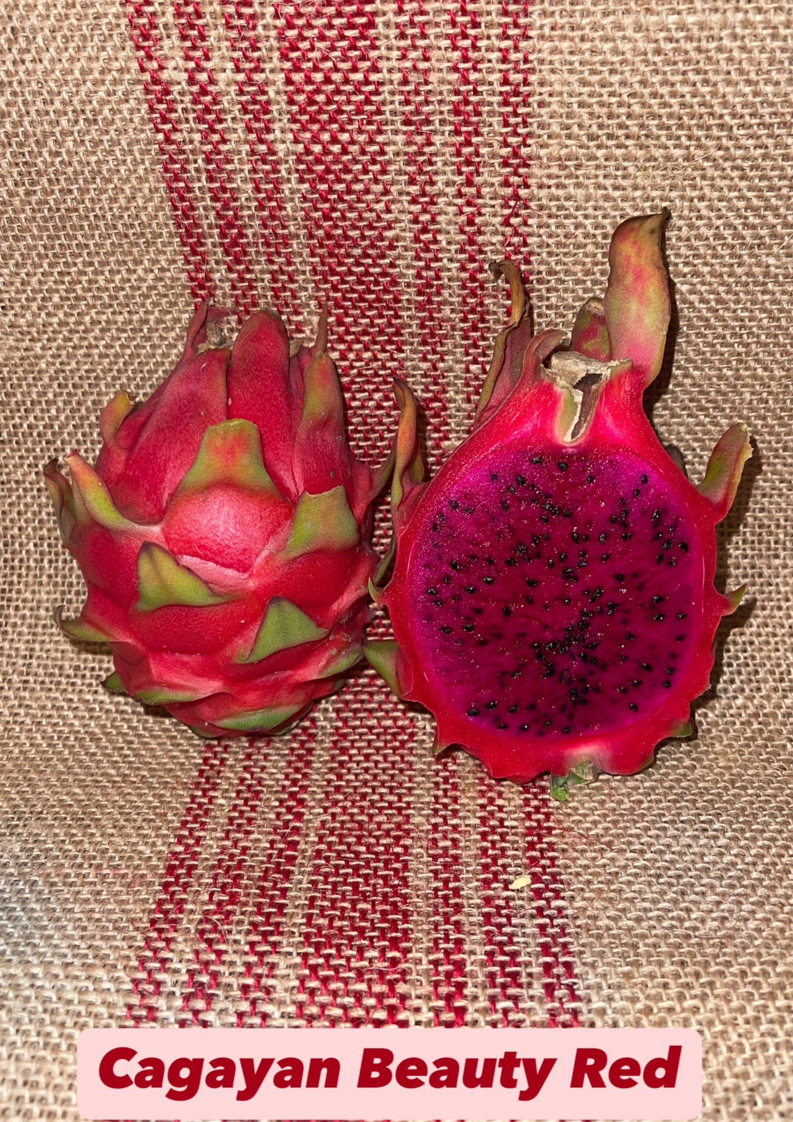 Cagayan Beauty Red