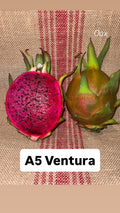 A5 Ventura