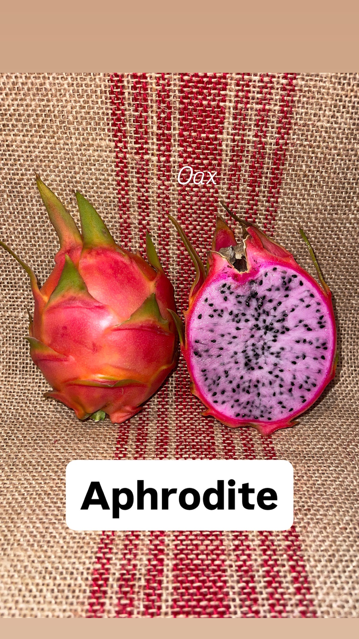 Aphrodite