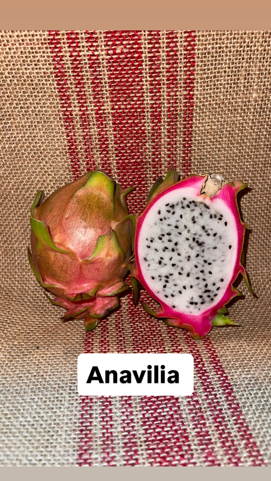 Anavilia