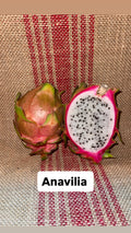 Anavilia