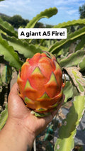 Asunta 5 Fire