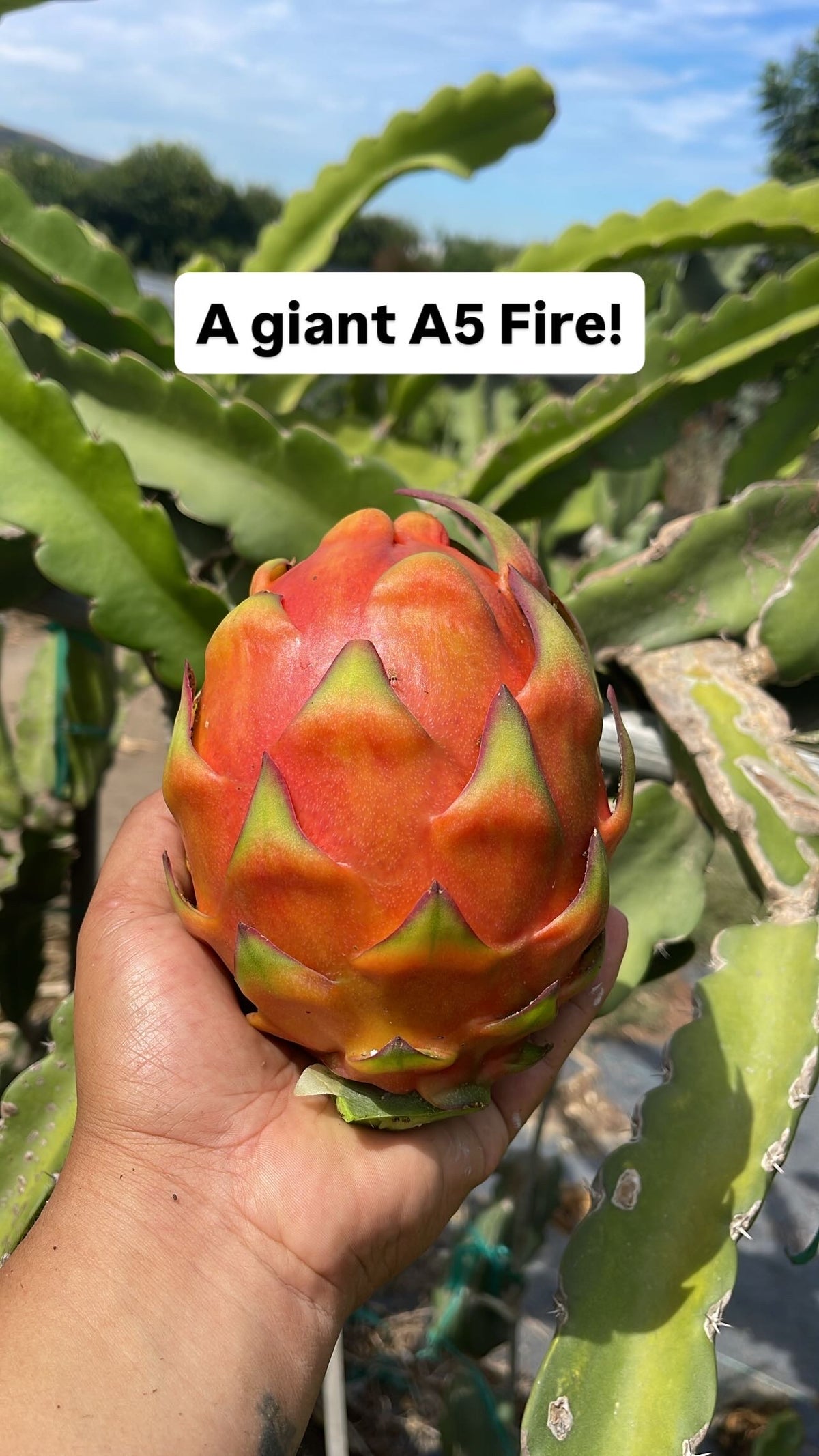 Asunta 5 Fire
