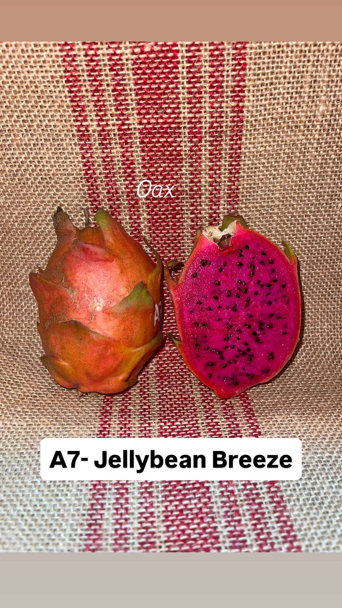 A7 Jellybean Breeze